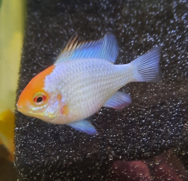 Blue Punk Schmetterlingsbuntbarsch, Mikrogeophagus ramirezi "Blue Punk"