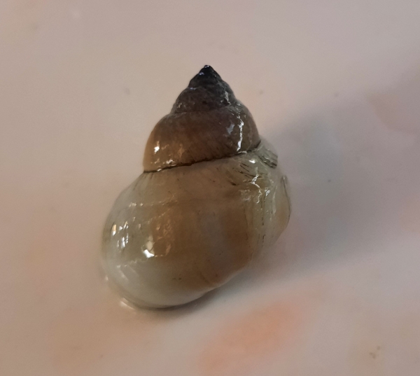 Weiße Pianoschnecke, Filopaludina martensi