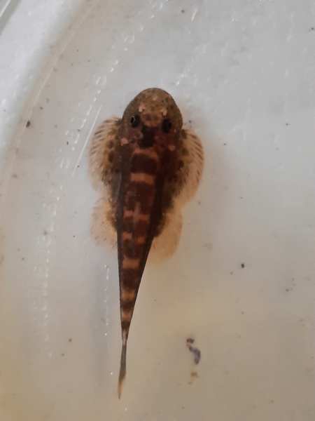 Tüpfelflossensauger, beaufortia leveretti