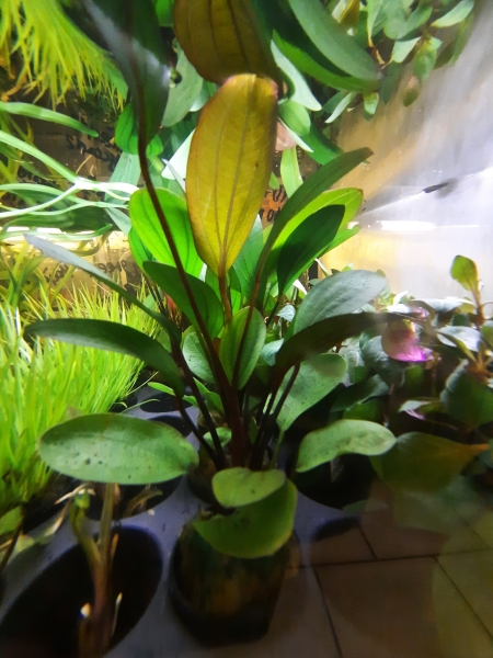 Amazonaspflanze, Echinodorus Mix