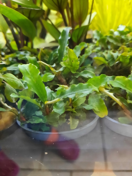 Bucephalandra "Green Blue"