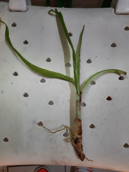 Breitblättrige Hakenlilie, Crinum natans