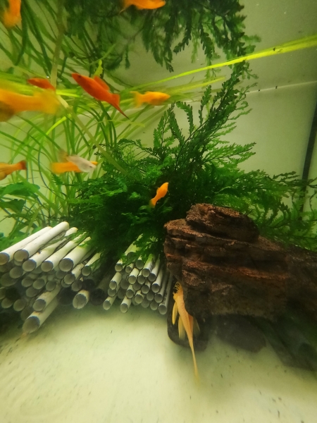 Kongo Wasserfarn, Bolbitis heudeloti,gross