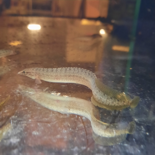 Indischer Zwergstachelaal, Macrognatus pancalus