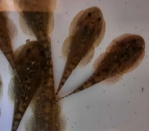 Sattelfleck Prachtflossensauger , Sewellia breviventralis