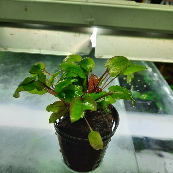 Flamingo Wasserkelch, Cryptocoryne sp. FLAMINGO