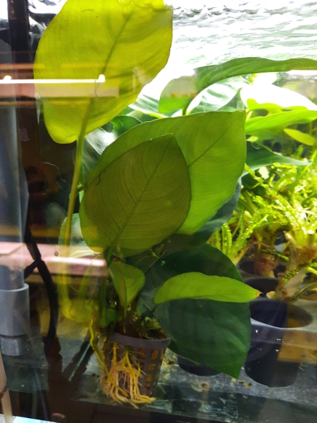 Calladiumblättriges Speerblatt, Anubias barteri caladifolia