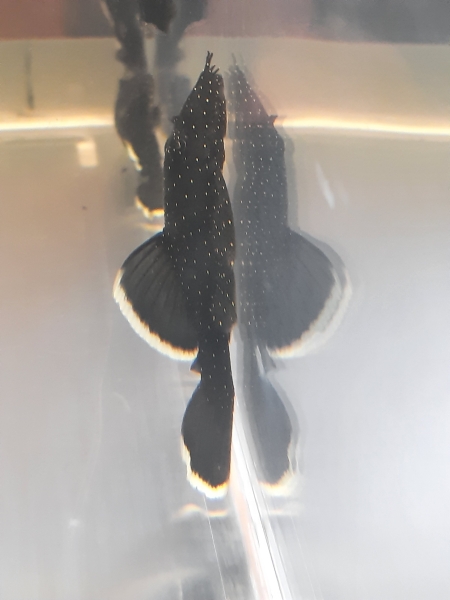 Weißsaumantennenwels, Ancistrus dolichopterus, L183