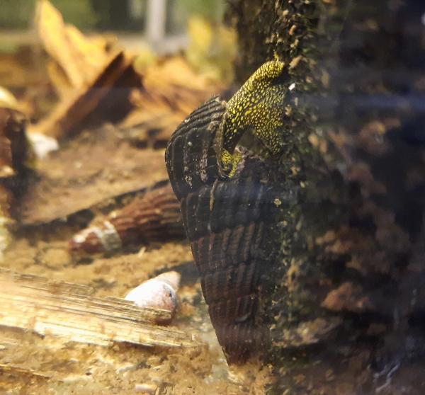 Perlhuhnschnecke, Tylomelania towutensis