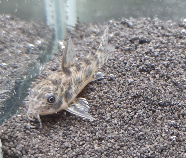 Marmorierter Panzerwels, Corydoras paleatus