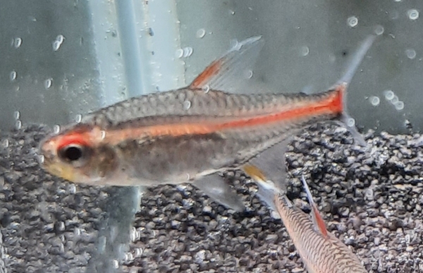 Glühlichtsalmler , Hemigrammus erythrozonus