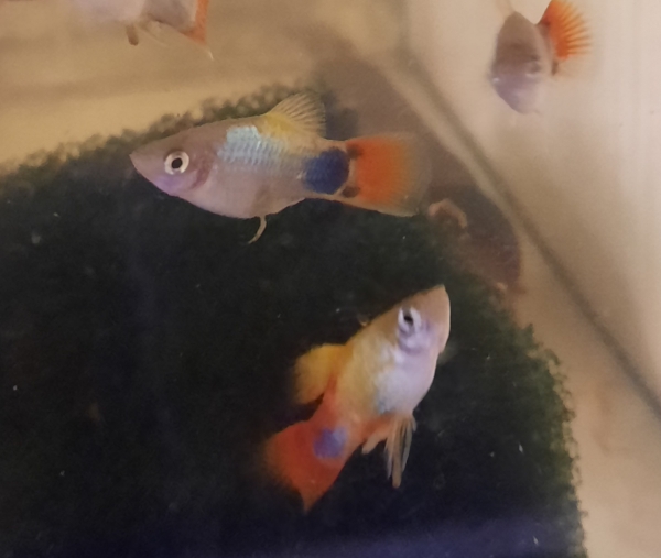 Platy "Blue Butterfly Micky Mouse", Xiphophorus maculatus