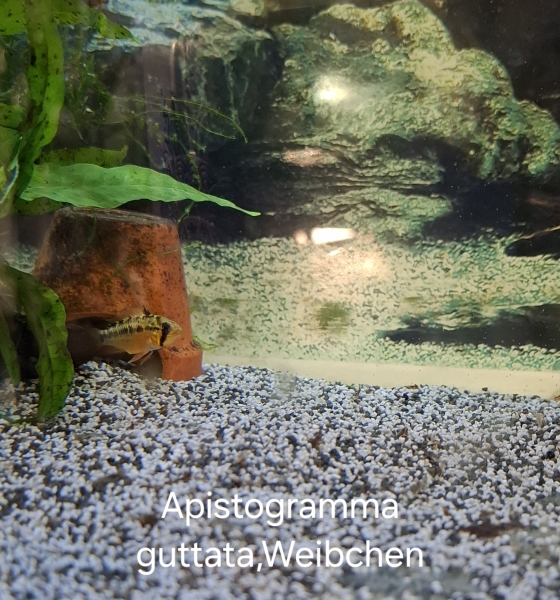 Guttata Zwergbuntbarsch, Apistogramma guttata