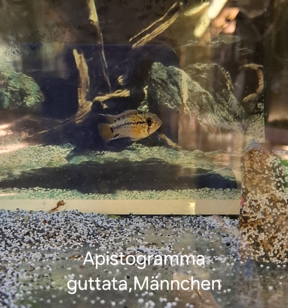 Guttata Zwergbuntbarsch, Apistogramma guttata