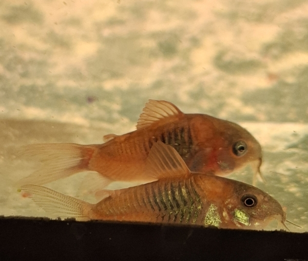 Orangener Venezuelapanzerwels,Corydoras venezuelanus orange