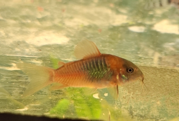 Orangener Venezuelapanzerwels,Corydoras venezuelanus orange