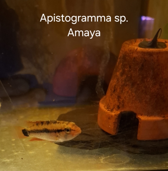 Amaya Zwergbuntbarsch, Apistogramma sp. " Amaya"