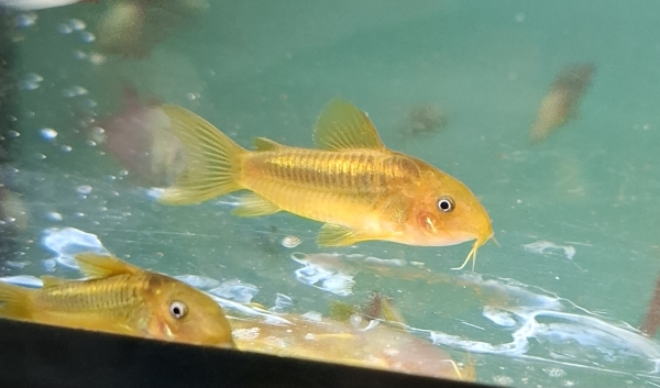 corydoras aeneus red stripe