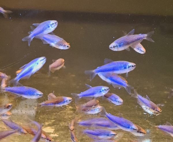 Königssalmler " super blau", inpaichthys kerri