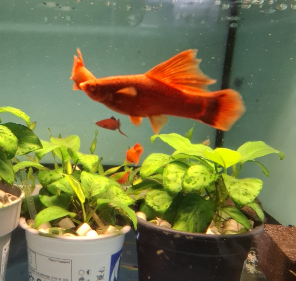 Schwertträger hochflossig blutrot, Xiphophorus helleri " Blood red highfin"