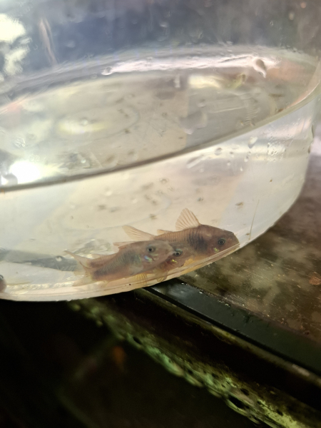 Metall Panzerwels, Corydoras aeneus