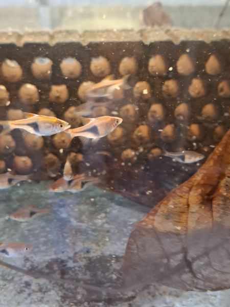 5 Stck. Keilfleckbärblinge, Trigonostigma heteromorpha