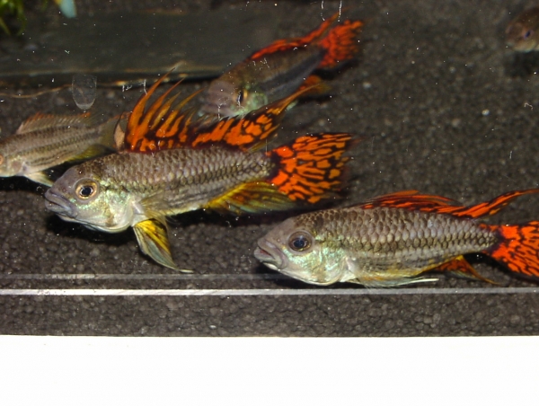 Zuchtpaar Kakaduzwergbuntbarsch , Apistogramma cacatuoides (dreifachrot)