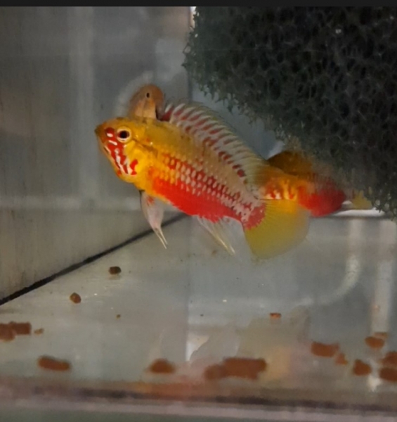 Rotstrich Zwergbuntbarsch, Apistogramma hongsloi