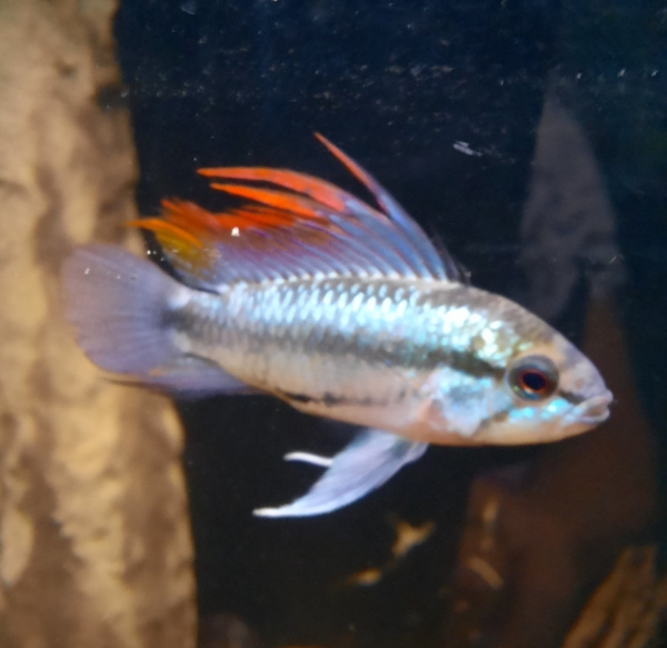 Dreistreifenzwergbuntbarsch,Apistogramma trifasciata