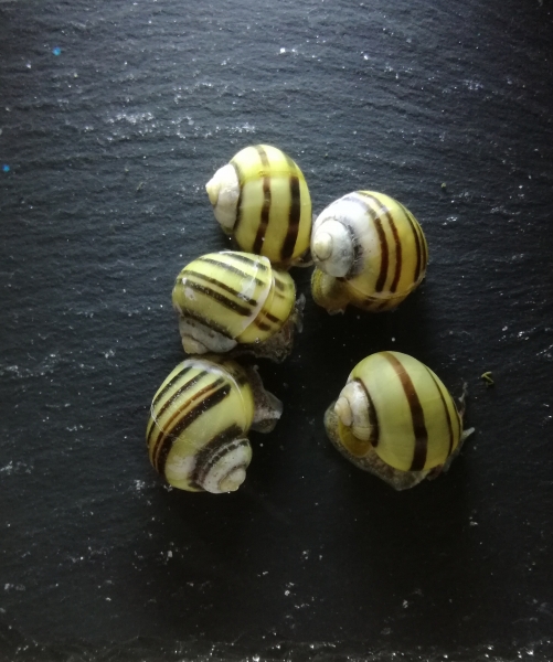 Zebra- Apfelschnecke, Asolene spixi