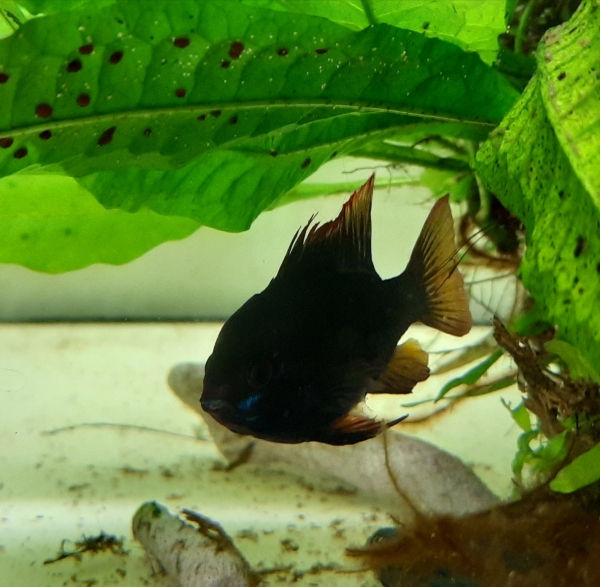 Zuchtpaar "Schmetterlingsbuntbarsch Black Devil" XL