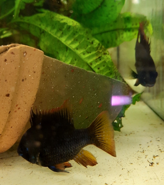 Zuchtpaar "Schmetterlingsbuntbarsch Black Devil" XL