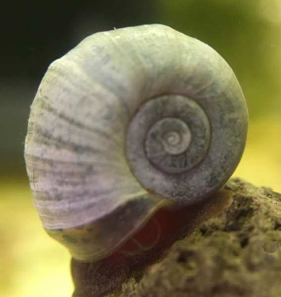 Blaue Posthornschnecke, Planorbella duryi duryi