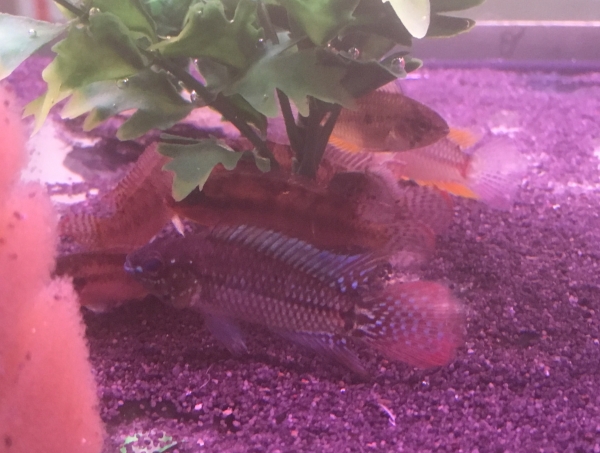 Pucallpa- Zwergbuntbarsch Red, Apistogrammoides pucallpaensis