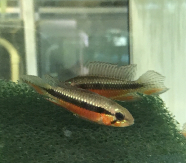 Elisabeth's Zwergbuntbarsch, Apistogramma elizabethae,super rot