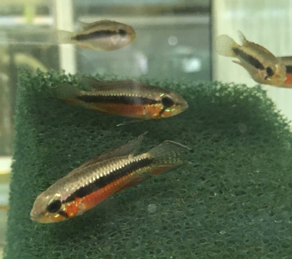 Elisabeth's Zwergbuntbarsch, Apistogramma elizabethae,super rot