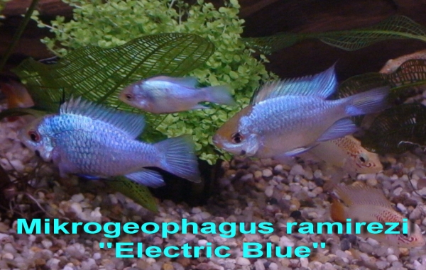 Neonblauer Schmetterlingsbuntbarsch, Mikrogeophagus ramirezi "Electric Blue"