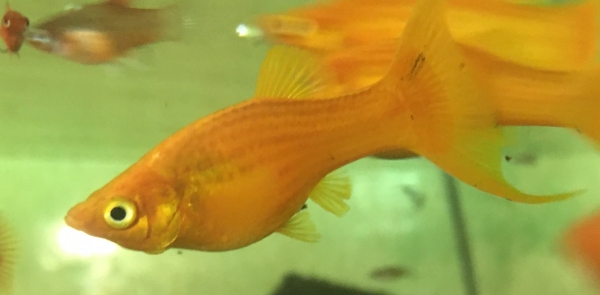 Mandarinenmolly, Poecilia sphenops mandarine