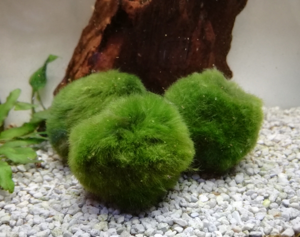 Mooskugel, Cladophora aegagropila