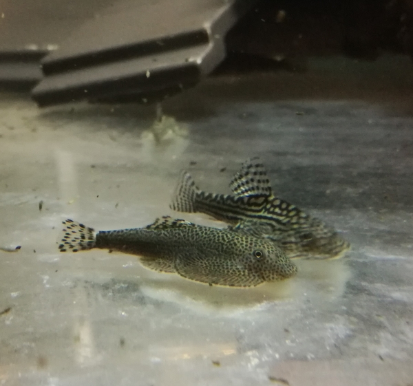 Tüpfelflossensauger, beaufortia leveretti