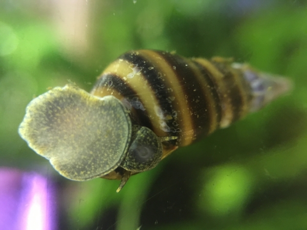 Gestreifte Turmdeckelschnecke, Brotia dautzenbergiana