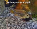 Papagei Zwergbuntbarsch, Apistogramma cf. ortegai